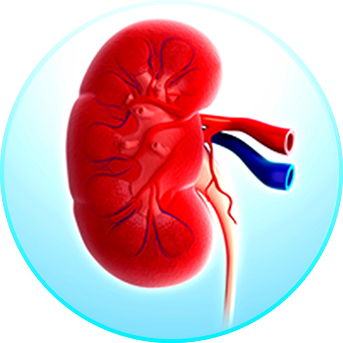 Pathophysiology of acute kidney injury